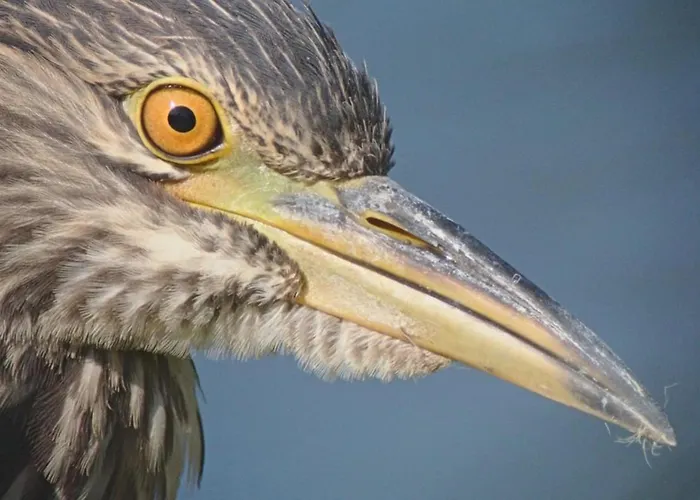 Zugvogel Muhr am See